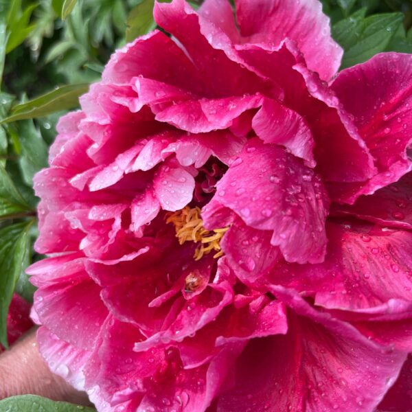 Peony Subscription 2025