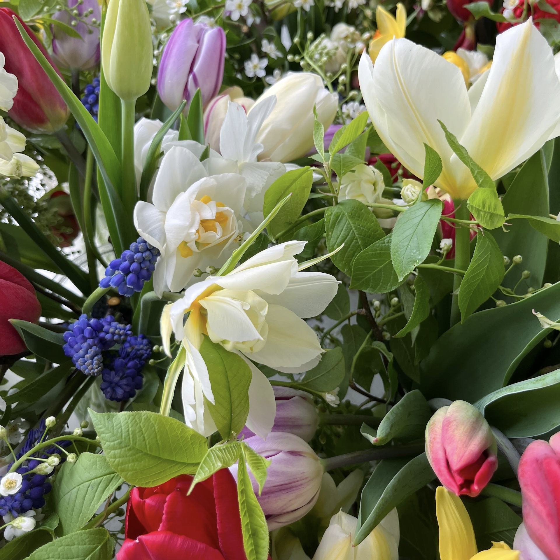 Early Spring Flower Subscription 2026 - Image 7