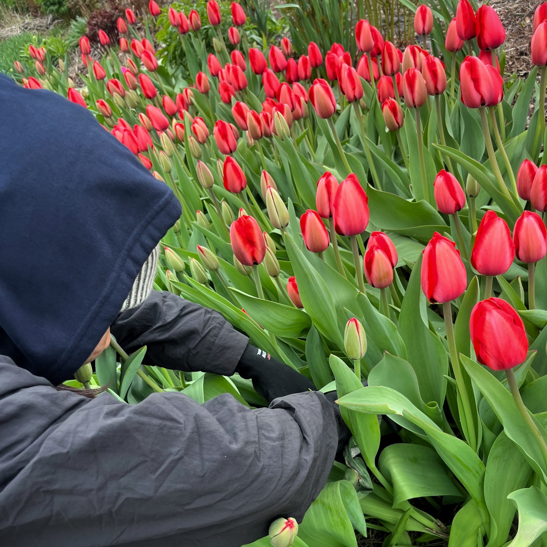 Early Spring Flower Subscription 2026 - Image 5